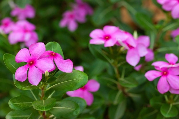 Beautiful Purple flowers in garden