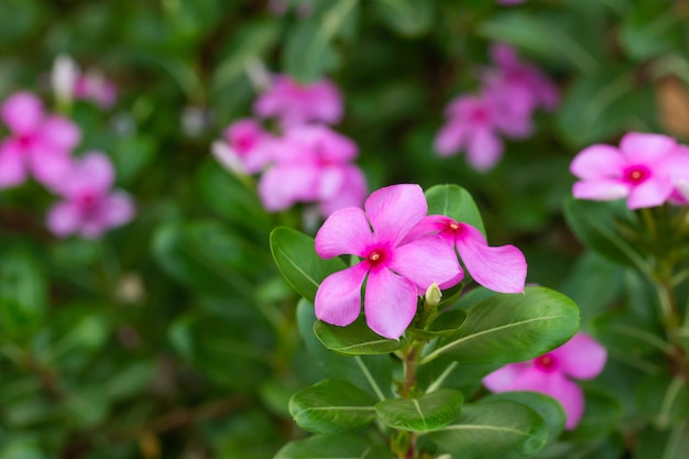 Beautiful Purple flowers in garden