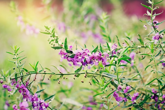 Beautiful of purple flowers in the garden