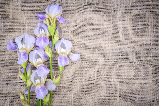 Beautiful purple flowers irises on a gray canvas background top view copy space