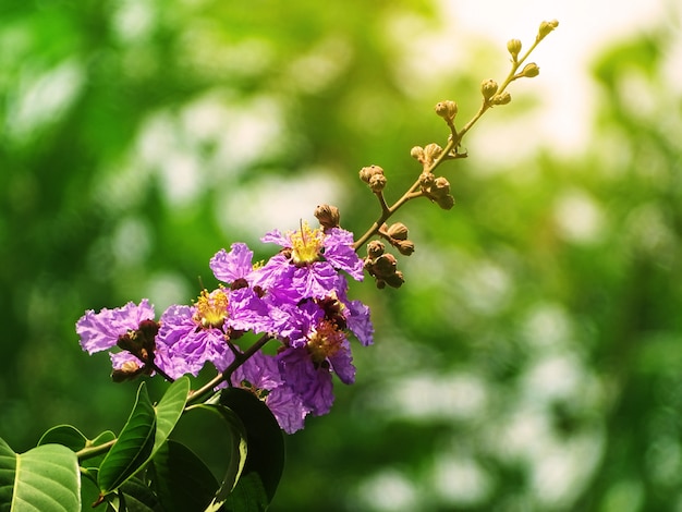 Beautiful Purple flowers isolated with blurred green background in the morning