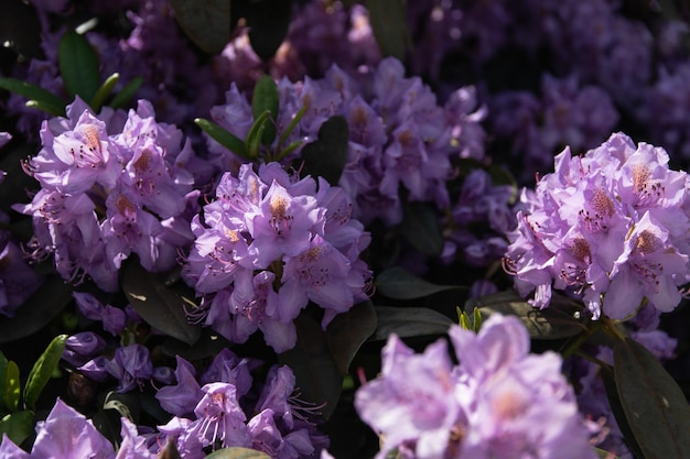 Beautiful purple flowers in sunset light