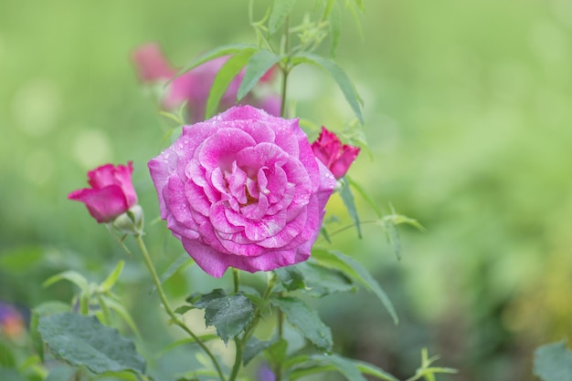 Beautiful purple hued rose Purple lavender roses in the garden