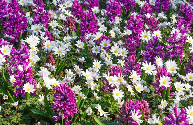 Beautiful purple hyacinths and white flowers closeup in the spring time. Nature background.