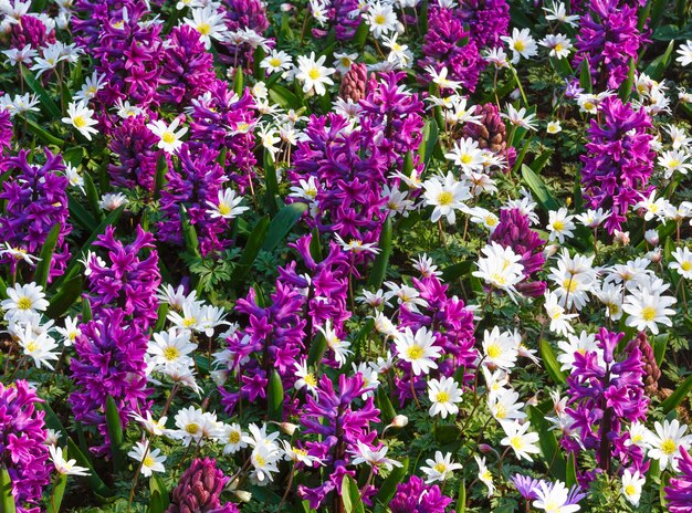 Beautiful purple hyacinths and white flowers in the spring time