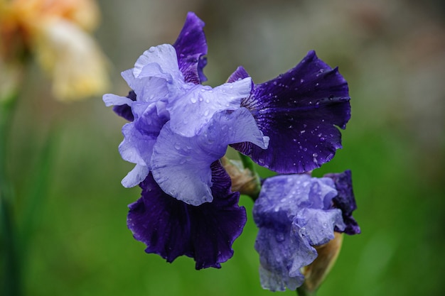 Beautiful purple iris flower close up