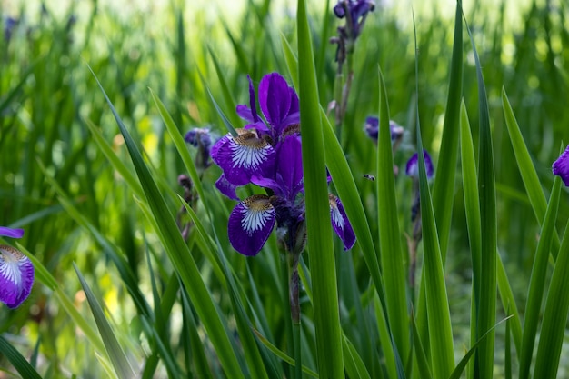 Beautiful purple iris flower among green grass in summer sunny weather.Fleur de luce.