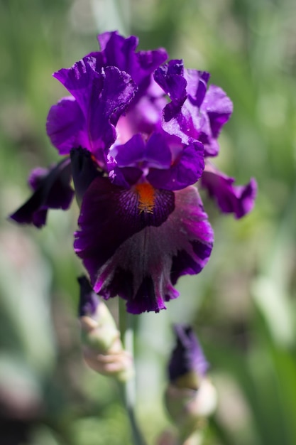 Beautiful purple iris flower growing in the garden