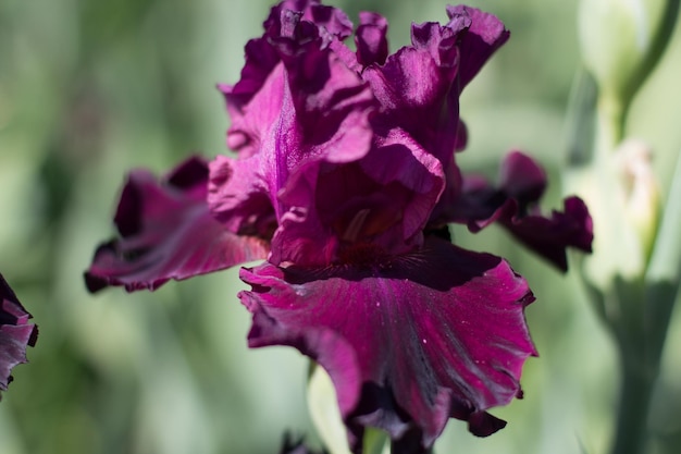 Beautiful purple iris flower growing in the garden