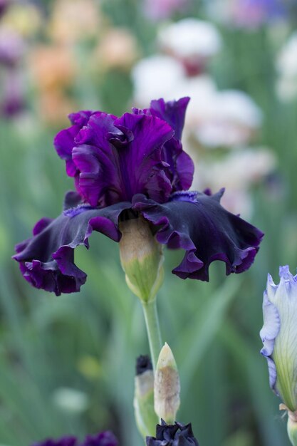 Beautiful purple iris flower growing in the garden