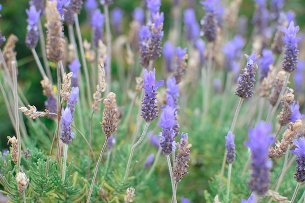 Beautiful purple lavender flower blooming on green plant background Natural background closeup Image for agriculture perfume medical industries and diverse advertising materials