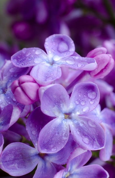 Beautiful purple lilac flowers. Macro photo of lilac spring flowers.