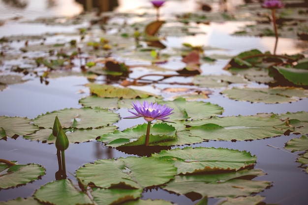 Beautiful purple lotus