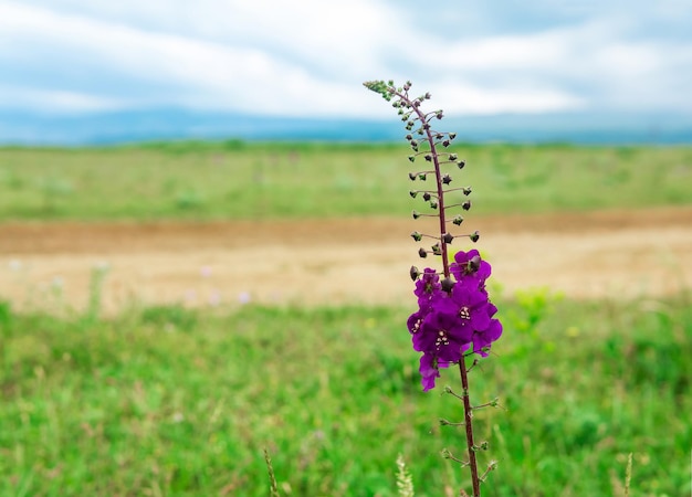 Beautiful purple mullein flower against blurred spring landscape