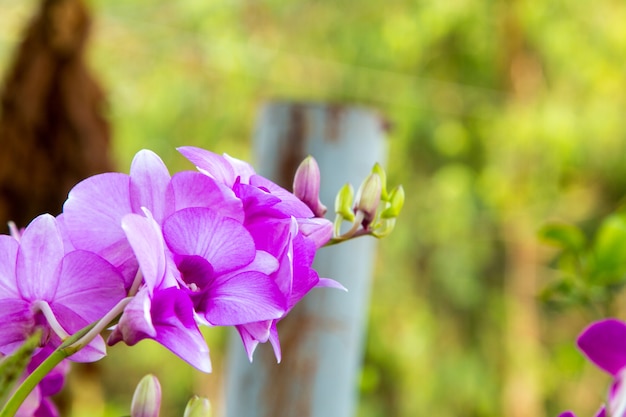 Photo beautiful purple orchid flower tree