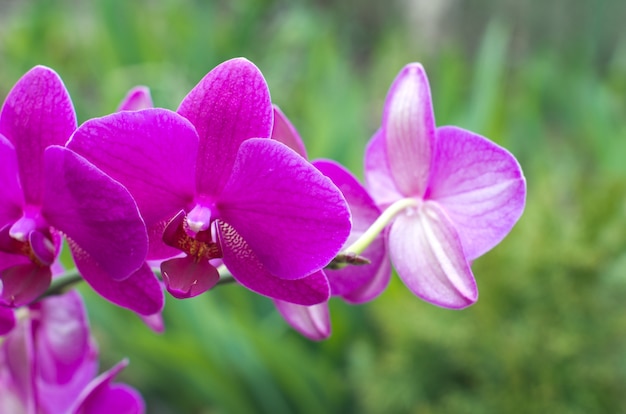 Beautiful purple orchid flower