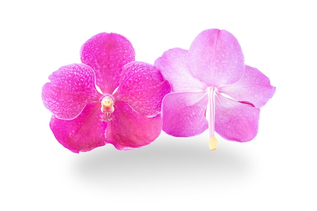 Beautiful purple orchid flowers on white.