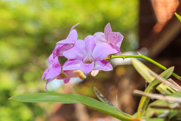 Beautiful purple orchid 