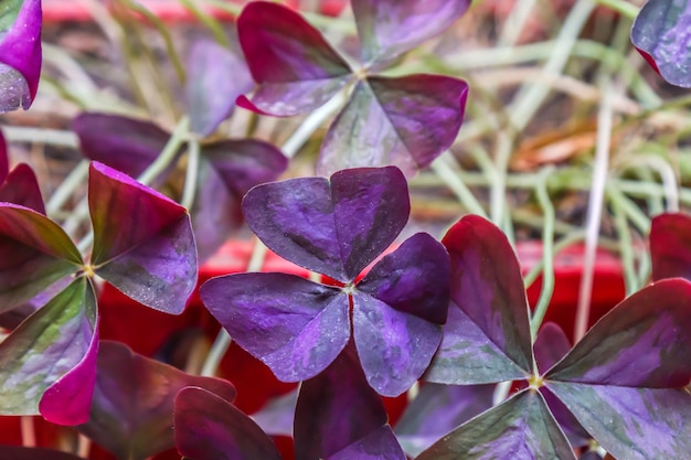 Beautiful purple Oxalis triangularis Dustcovered leaves Commonly referred to as the false shamrock it is a species of edible perennial plant in the Oxalidaceae family