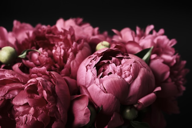 Beautiful purple peonies on black background soft focus Dark Spring or summer floral background Festive flowers concept