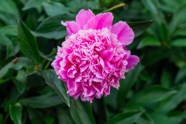 Beautiful purple peony flower bloomed in the garden