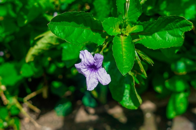 beautiful purple pletekan flowers bloom during the day premium photo