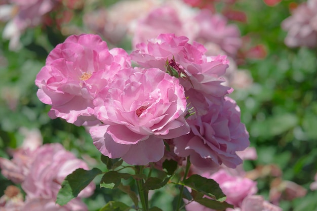 Beautiful purple roses are blooming in the garden