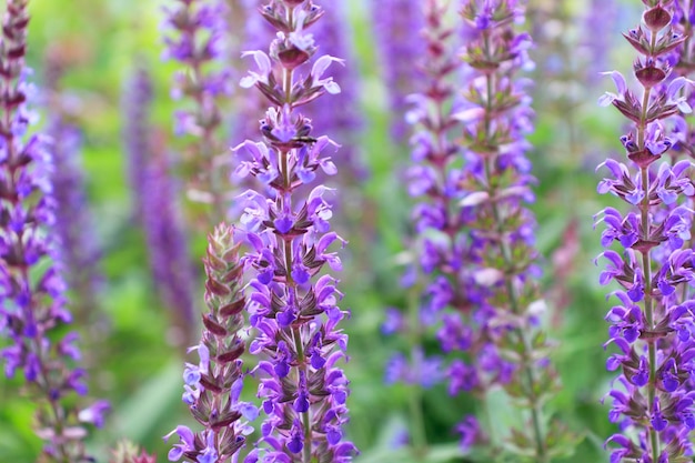 Beautiful purple sage flowers blooms in the summer meadow Flower background