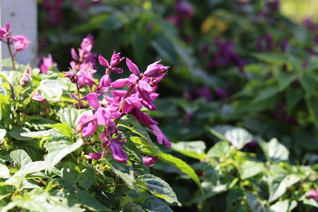 Beautiful purple salvia flower. Natural flower background and wallpaper