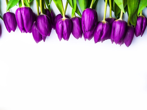 Beautiful purple tulips Liliaceae Lilieae tulipa with green leaves isolated on white