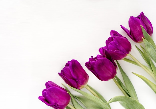 Beautiful purple tulips on a white table