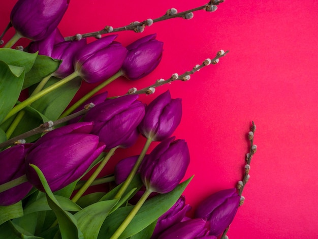 Beautiful purple tulips willow close up shot