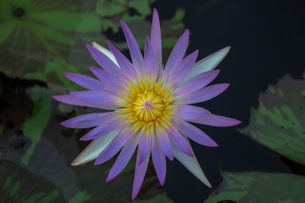 Beautiful purple water lily flower with Yellow Pollen on nature background