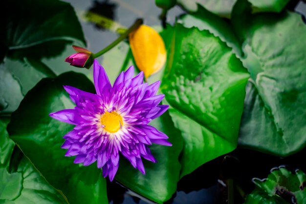 Beautiful purple waterlily or lotus flower in pond dark green background