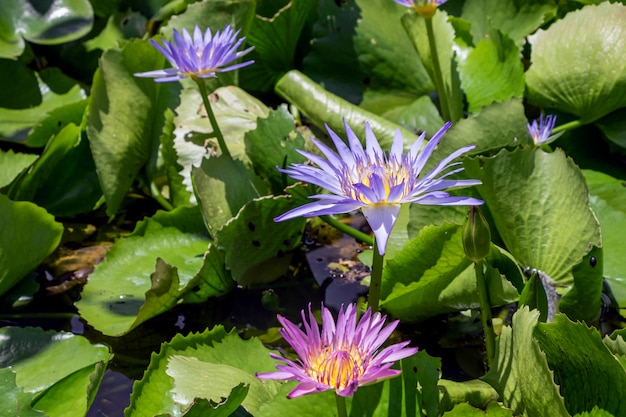 Beautiful purple Waterlily or Lotus Flower in pond.