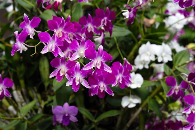 Beautiful purple and white orchid flower in the garden