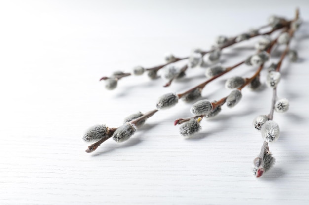 Beautiful pussy willow branches on white wooden background closeup