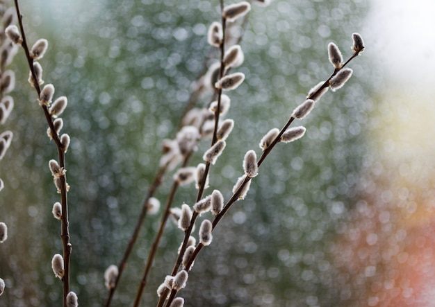 Beautiful pussy willow flowers branches closeup photo.