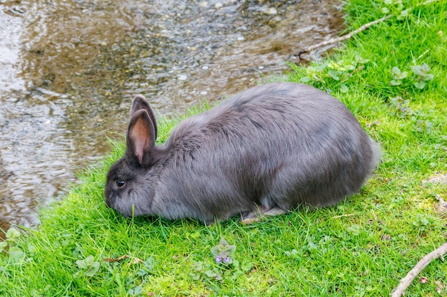 Beautiful rabbit sitting in green grass on a lawn