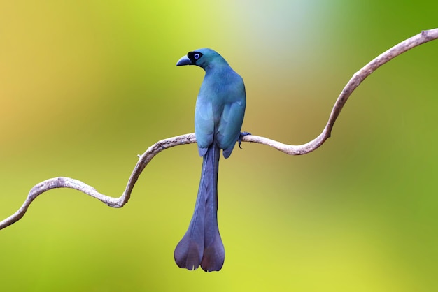 Beautiful Rackettailed treepie bird perched on a branch in tropical forest