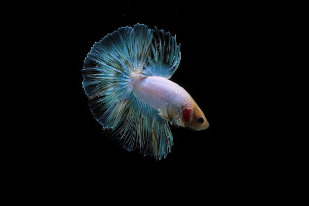 Beautiful Rainbow halfmoon betta fighting fish on black blackground