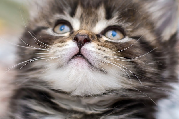 Beautiful raised face kitten, closeup nose, mouth and mustache