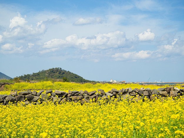 Beautiful rapeseed field under clear and cloudy sky