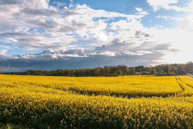 Beautiful rapeseed field and cloudy sky in the spring in oland, Sweden.