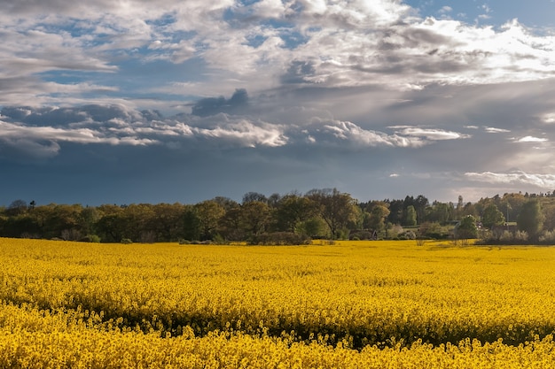 Beautiful rapeseed field and cloudy sky in the spring in Oland