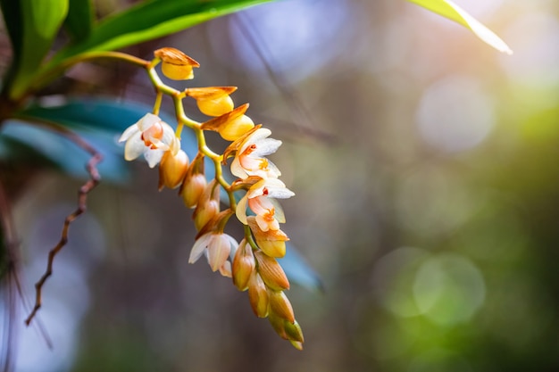 Beautiful rare wild orchids in tropical forest