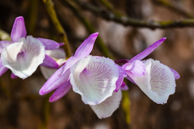 Beautiful rare wild orchids in a tropical forest