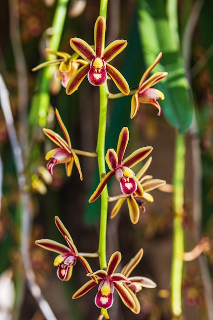 Beautiful rare wild orchids in a tropical forest