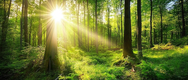 Beautiful rays of sunlight in a green forest