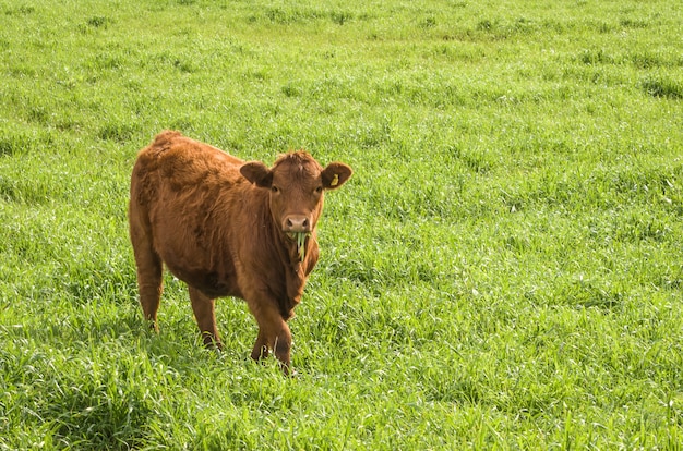 Beautiful red angus calves grazing